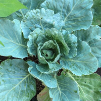 White Cabbage Wädenswiler (Brassica oleracea)...