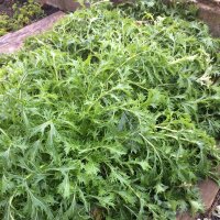 Mizuna / Japanese Mustard (Brassica rapa var....