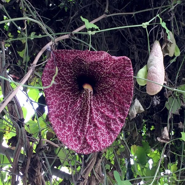 Calico Flower ( Aristolochia littoralis) seeds