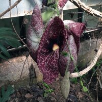 Calico Flower ( Aristolochia littoralis) seeds