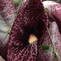 Calico Flower ( Aristolochia littoralis) seeds