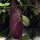 Calico Flower ( Aristolochia littoralis) seeds