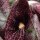 Calico Flower ( Aristolochia littoralis) seeds