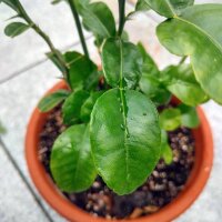 Makrut Lime/ Thai Lime (Citrus hystrix) seeds