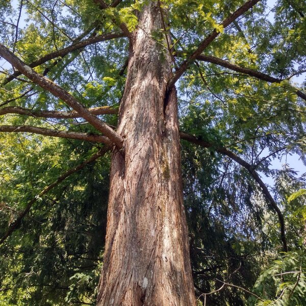Giant Redwood (Sequoiadendron giganteum) seeds