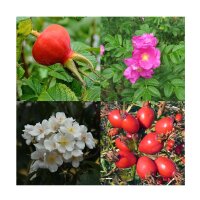 Fragrant Wild Roses - Seed kit gift set