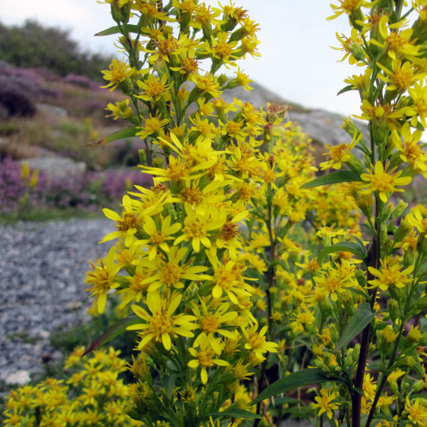 European Goldenrod / Woundwort (Solidago virgaurea) seeds