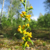 European Goldenrod / Woundwort (Solidago virgaurea) seeds