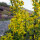 European Goldenrod / Woundwort (Solidago virgaurea) seeds