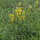 European Goldenrod / Woundwort (Solidago virgaurea) seeds