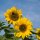 Sunflower Peredovick (Helianthus annuus) organic seeds