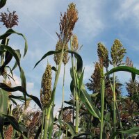 Sorghum (Sorghum bicolor) seeds