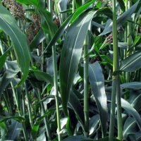 Sorghum (Sorghum bicolor) seeds
