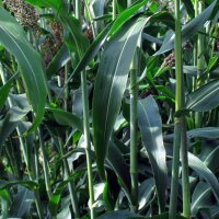 Sorghum (Sorghum bicolor) seeds