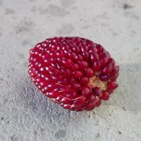 Strawberry Corn (Zea mays japonica) seeds