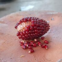 Strawberry Corn (Zea mays japonica) seeds