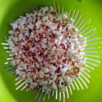 Strawberry Corn (Zea mays japonica) seeds