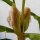 Strawberry Corn (Zea mays japonica) seeds