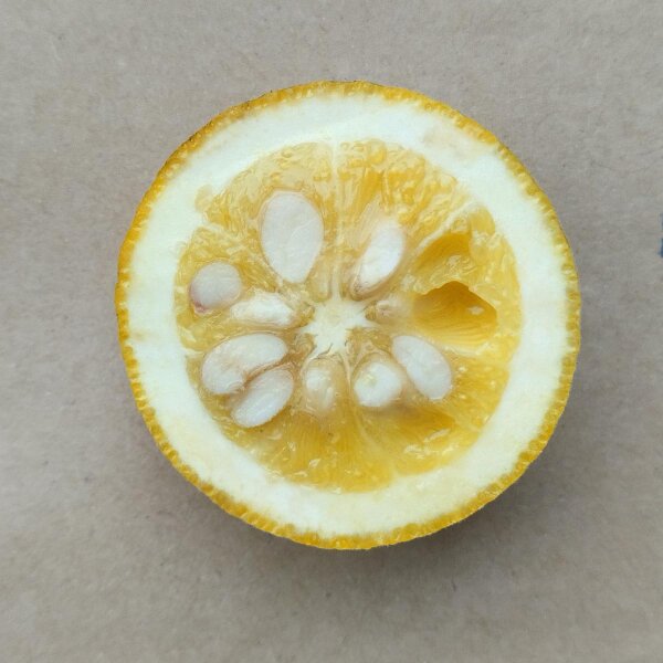 Japanese Bitter Orange (Poncirus trifoliata)
