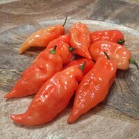 Chilli Pepper Habanada (Capsicum chinense)