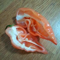 Chilli Pepper Habanada (Capsicum chinense)