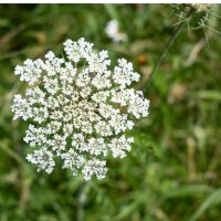 Ajwain /Bishops Weed (Carum copticum) seeds