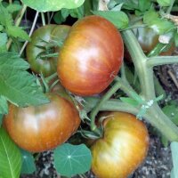 Tomato Tschernij Prince (Solanum lycopersicum)  organic seeds