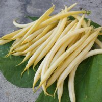 Yellow Bush Bean Dior (Phaseolus vulgaris) organic