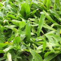 Long Coriander/ Culantro (Eryngium foetidum) seeds