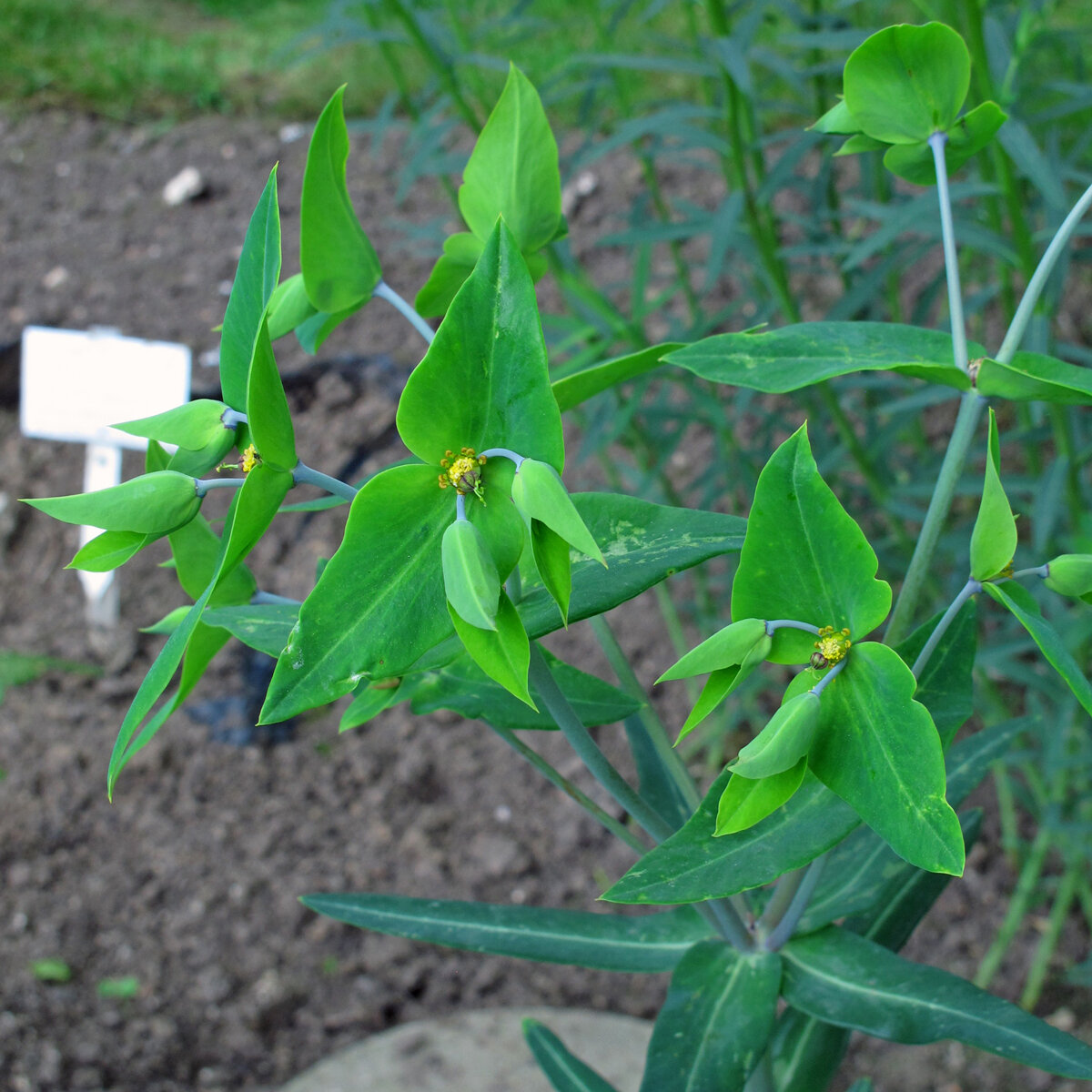 Caper Spurge (Euphorbia lathyris) organic seeds