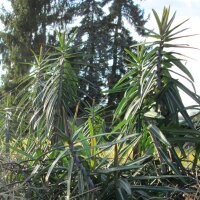 Caper Spurge (Euphorbia lathyris) organic seeds