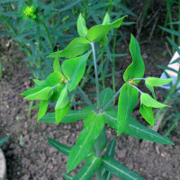 Caper Spurge (Euphorbia lathyris) organic seeds