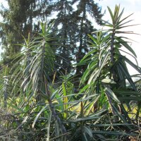 Caper Spurge (Euphorbia lathyris) organic