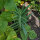Caper Spurge (Euphorbia lathyris) organic seeds