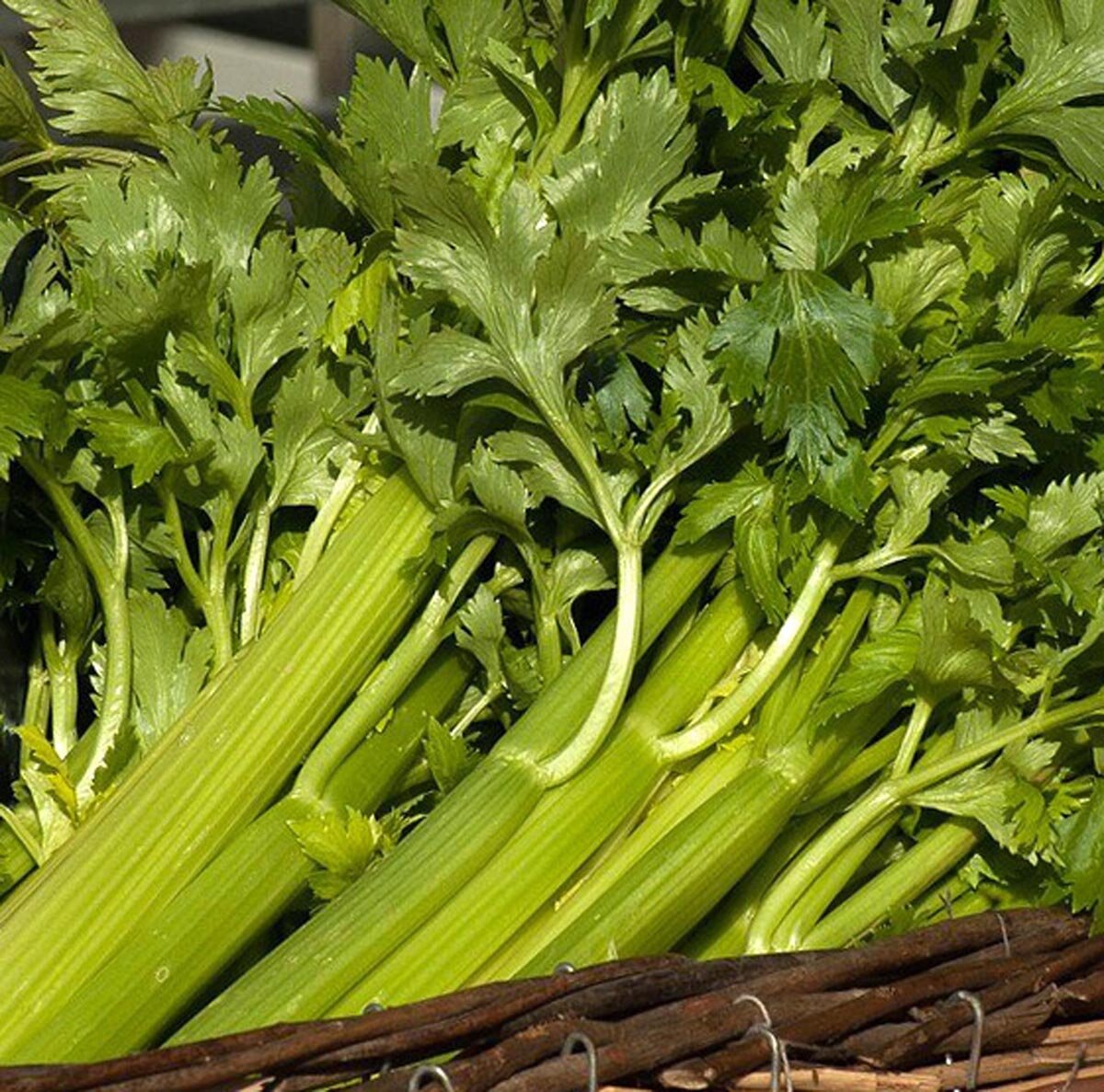 Tall Utah Celery 'Green Utah' (Apium graveolens) organic seeds