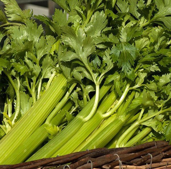 Tall Utah Celery Green Utah (Apium graveolens) organic seeds