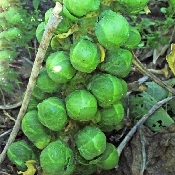 Brussels Sprouts Groninger (Brassica oleracea) organic seeds