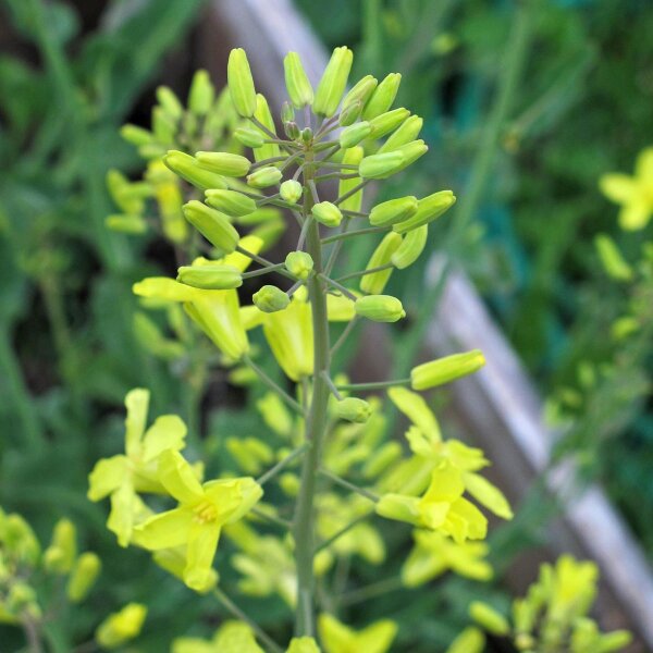 Brussels Sprouts 'Groninger' (Brassica oleracea) organic seeds