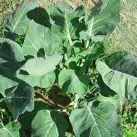 Brussels Sprouts Groninger (Brassica oleracea) organic seeds