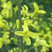 Brussels Sprouts Groninger (Brassica oleracea) organic seeds