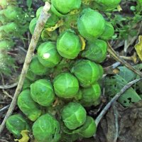 Brussels Sprouts Groninger (Brassica oleracea) organic