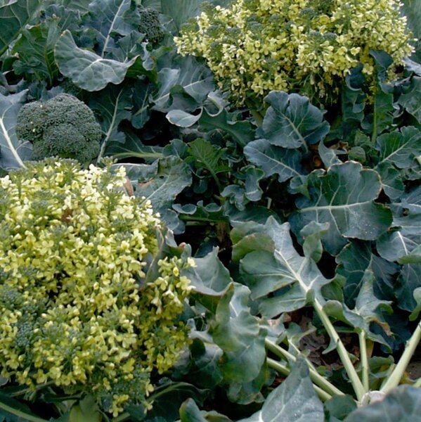 Broccoli 'Calabrese' (Brassica oleracea) - approx. 50 organic seeds