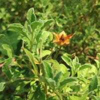 Hoary Cistus (Cistus incanus ssp. tauricus) seeds