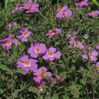 Hoary Cistus (Cistus incanus ssp. tauricus) seeds