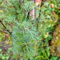 Southernwood (Artemisia abrotanum) seeds