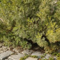 Southernwood (Artemisia abrotanum) seeds