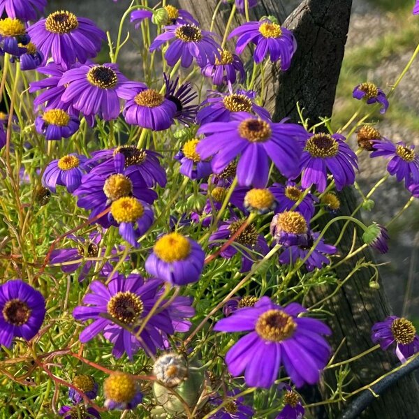 Swan River Daisy  (Brachyscome iberidifolia) seeds