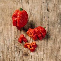 Chilli Pepper Carolina Reaper (Capsicum chinense)