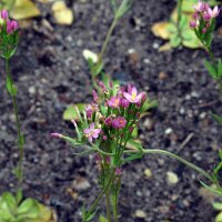 Common Centaury (Centaurium erythraea) organic seeds