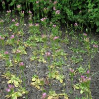 Common Centaury (Centaurium erythraea) organic seeds